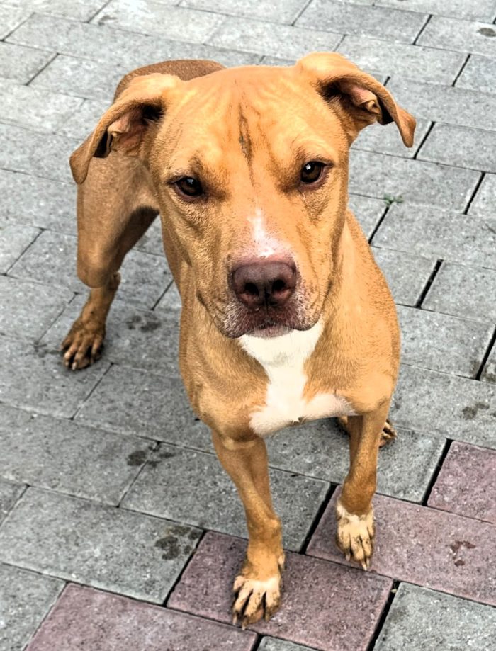 CLYDE BELLISSIMO PIT BULLINO