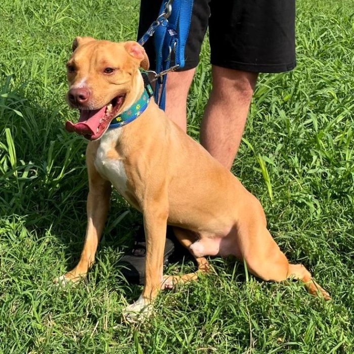 CLYDE BELLISSIMO PIT BULLINO - media 4