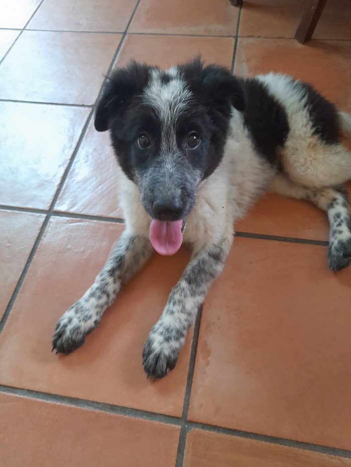 Cucciola
