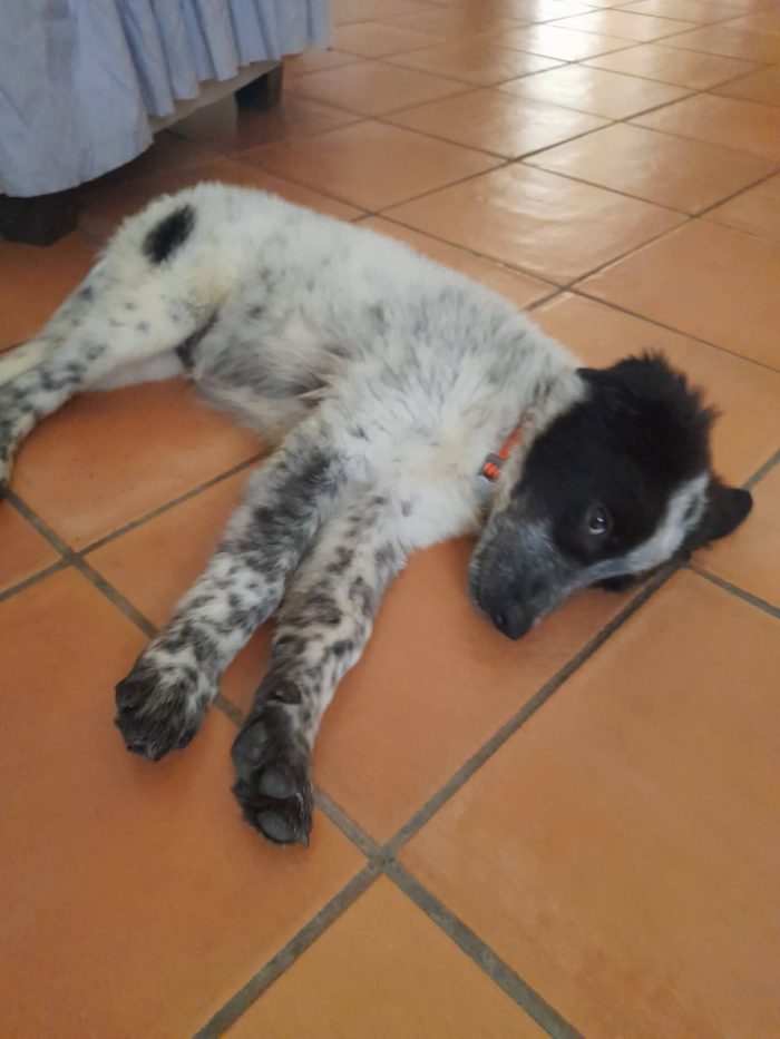 Cucciola