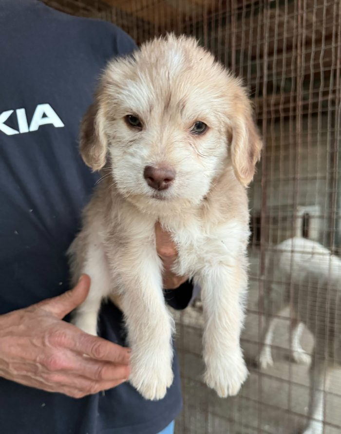 Tatiana 2 mesi mix lagotto