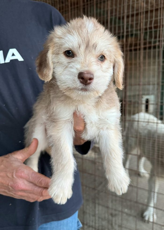Tatiana 2 mesi mix lagotto