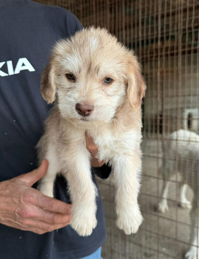 Tatiana 2 mesi mix lagotto