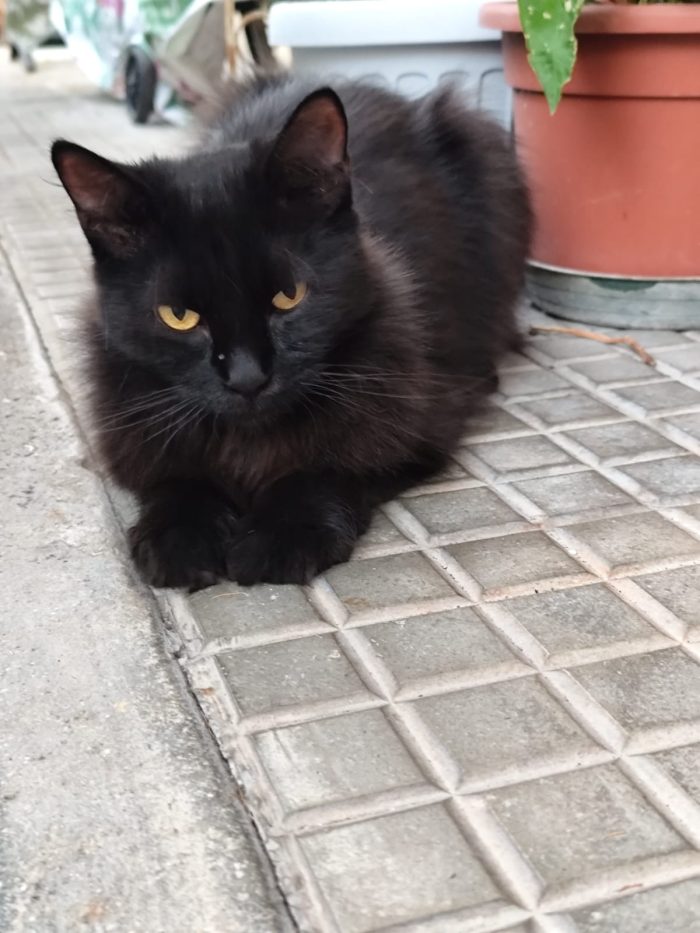 Buttata via come uno straccio usato