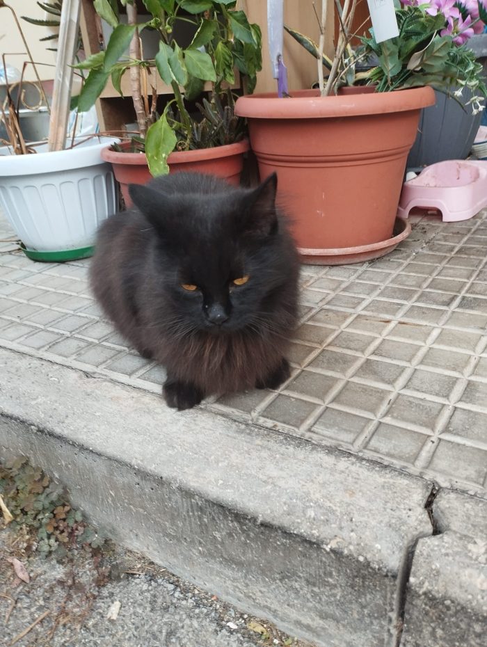 Buttata via come uno straccio usato
