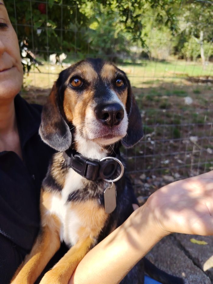 Cambiano casa e per 9kg di cane non c'è posto