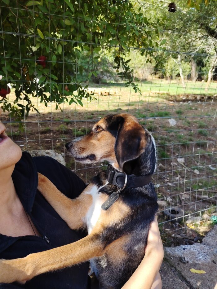 Cambiano casa e per 9kg di cane non c'è posto