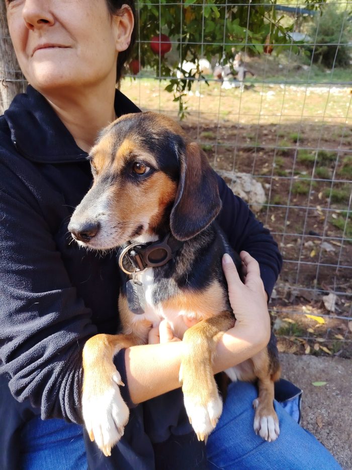 Cambiano casa e per 9kg di cane non c'è posto