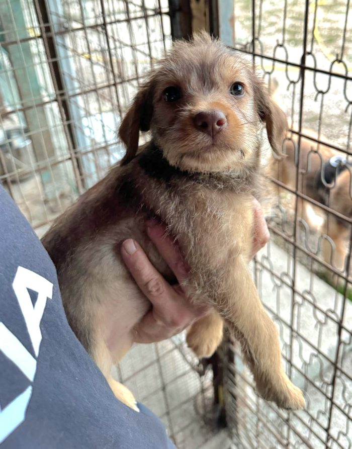 Nastja 2 mesi mix lagotto