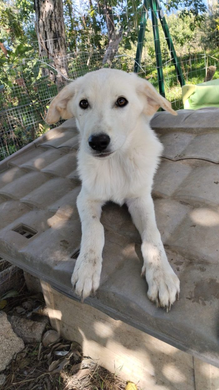 Rudolf splendido dolce cucciolo simil labrador cerca casa