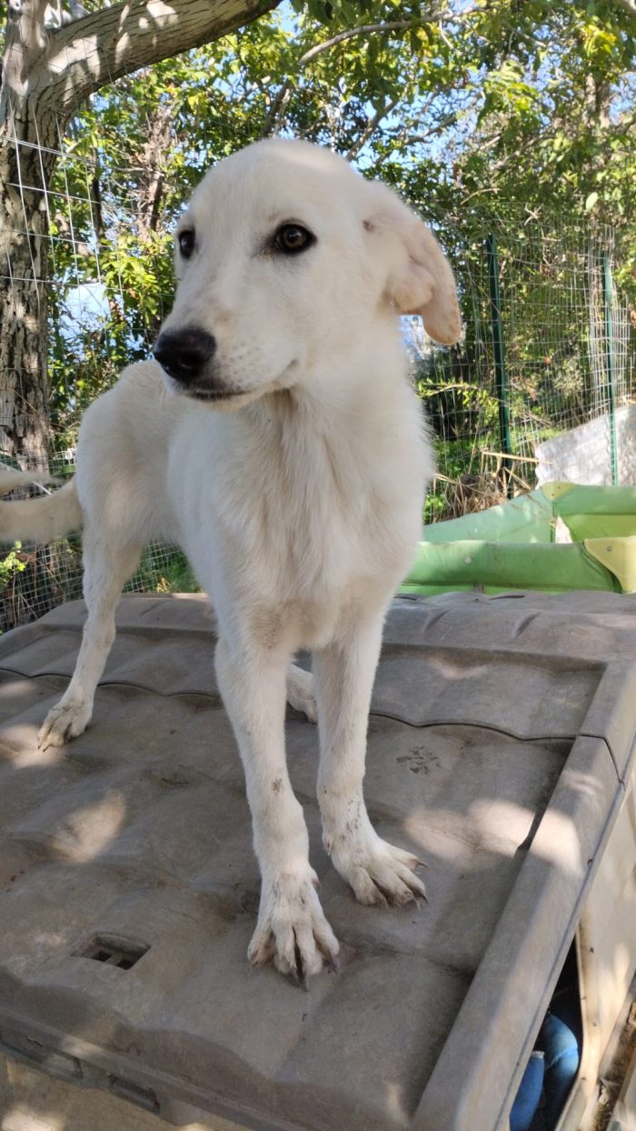 Rudolf splendido dolce cucciolo simil labrador cerca casa