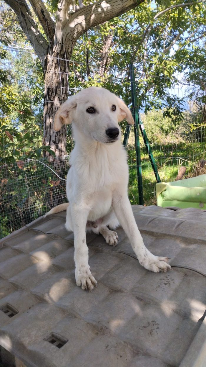 Rudolf splendido dolce cucciolo simil labrador cerca casa - media 5
