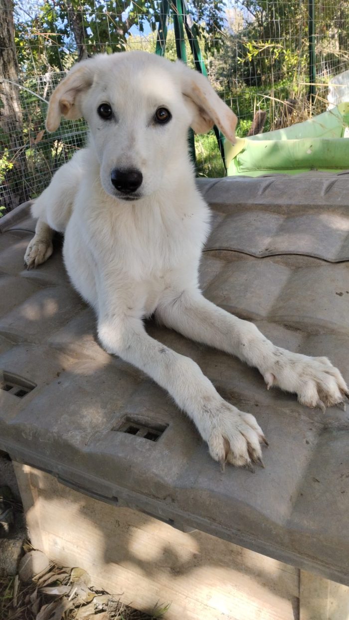 Rudolf splendido dolce cucciolo simil labrador cerca casa