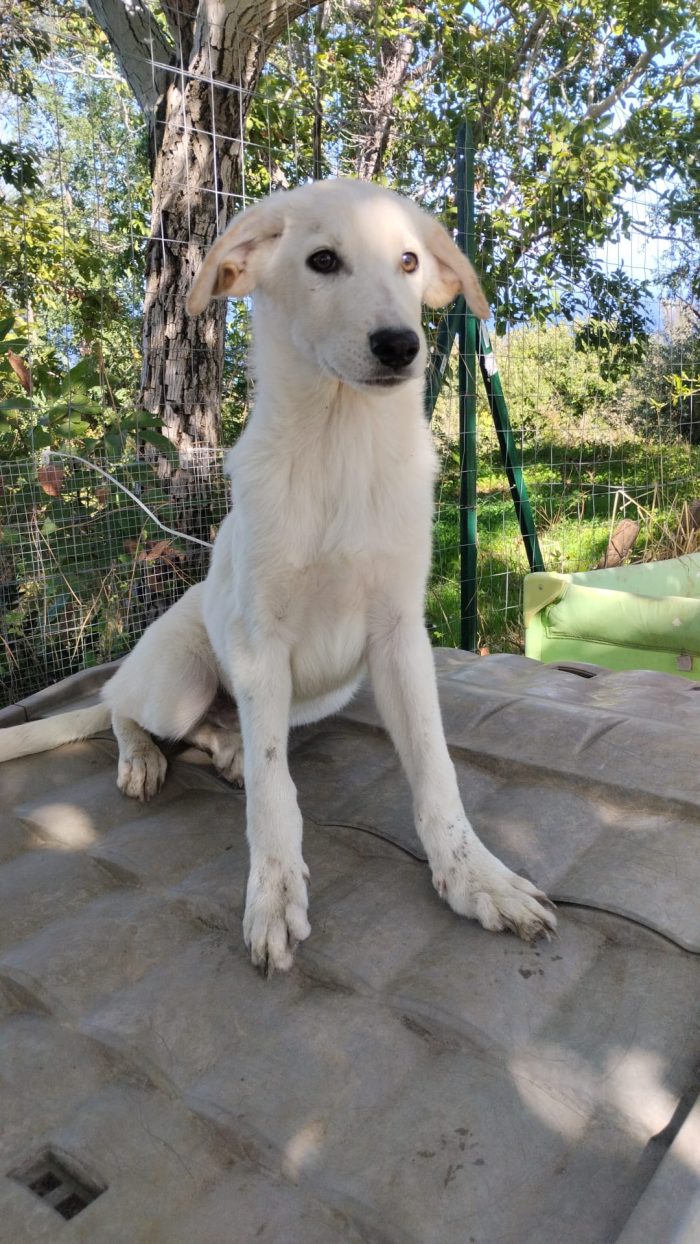 Rudolf splendido dolce cucciolo simil labrador cerca casa - media 4