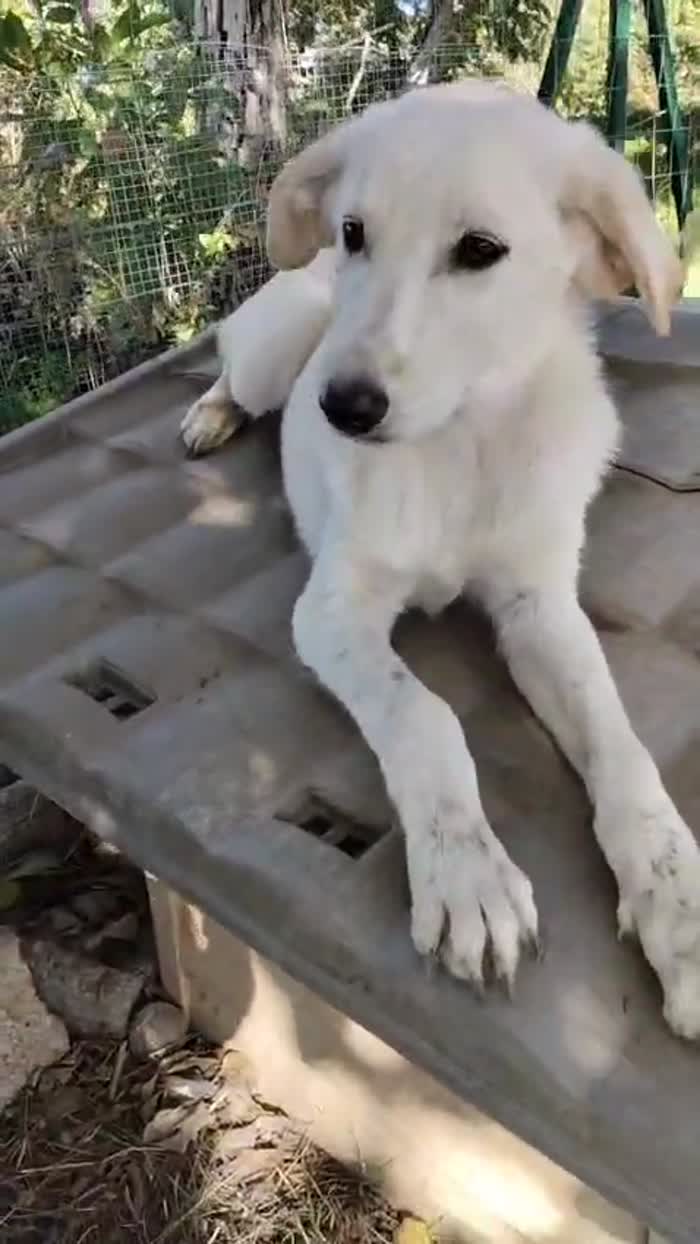 Rudolf splendido dolce cucciolo simil labrador cerca casa - media 6