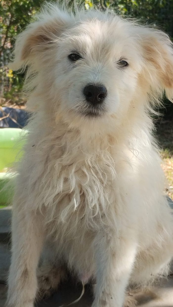Romeo splendido dolce cucciolo simil spinoncino cerca casa