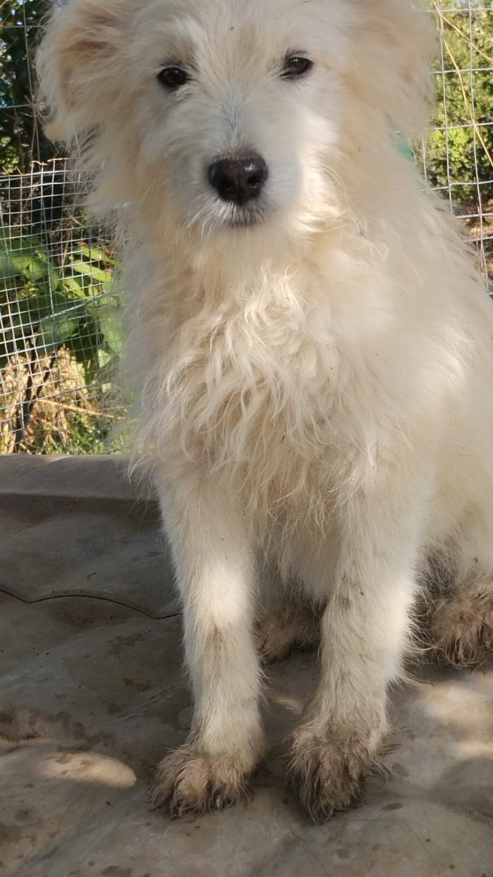 Romeo splendido dolce cucciolo simil spinoncino cerca casa
