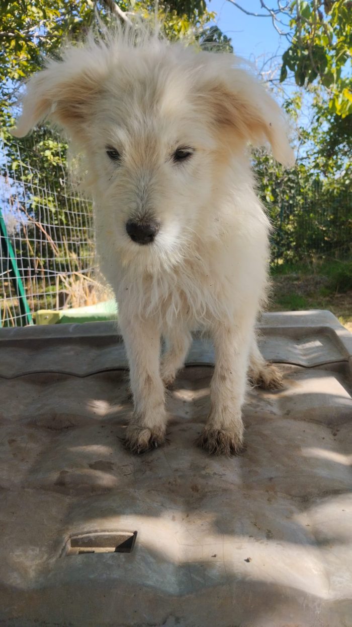 Romeo splendido dolce cucciolo simil spinoncino cerca casa
