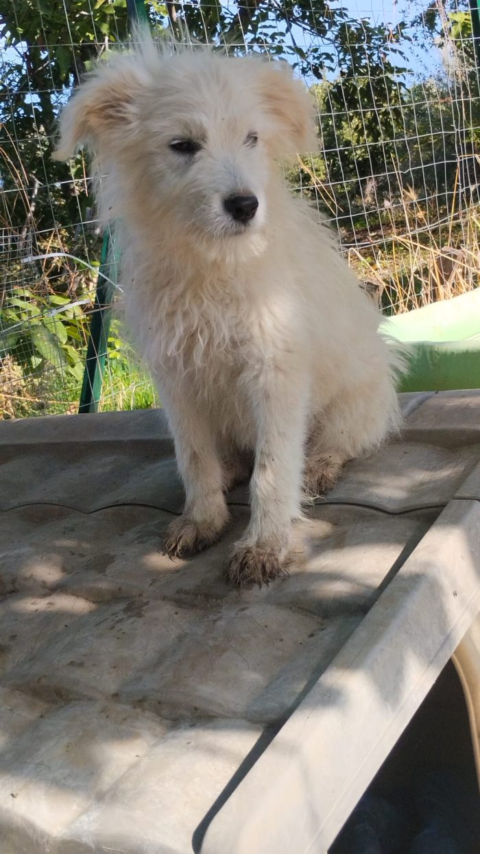 Romeo splendido dolce cucciolo simil spinoncino cerca casa - media 4