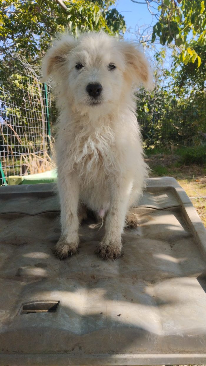 Romeo splendido dolce cucciolo simil spinoncino cerca casa - media 5