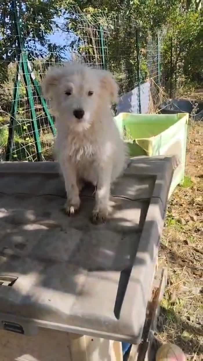 Romeo splendido dolce cucciolo simil spinoncino cerca casa - media 6