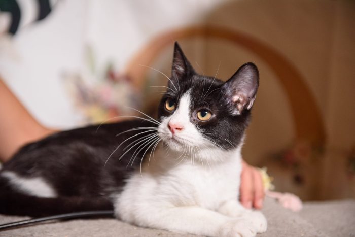 Gattina tuxedo cerca casa