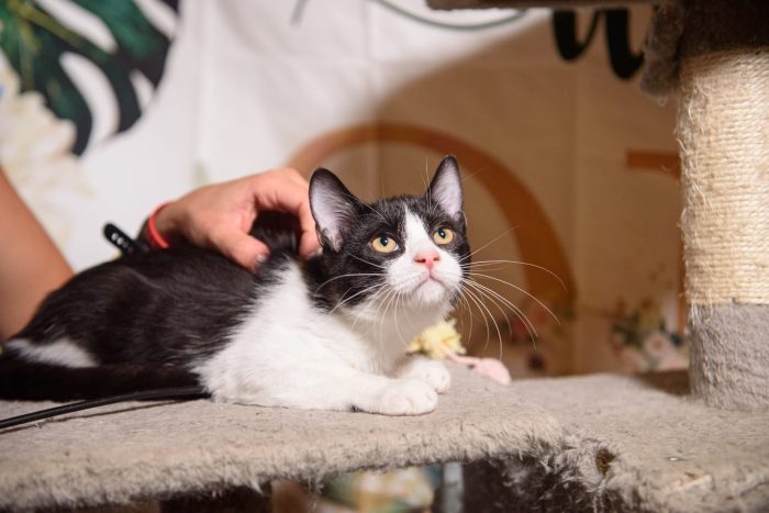 Gattina tuxedo cerca casa