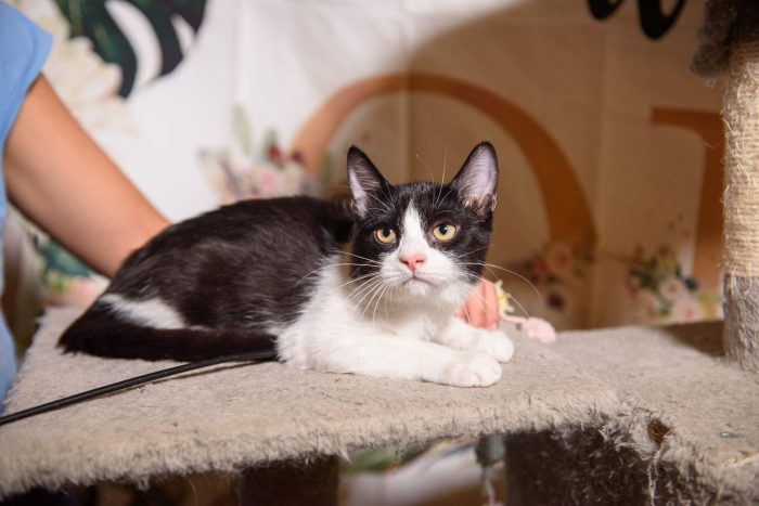 Gattina tuxedo cerca casa - media 4