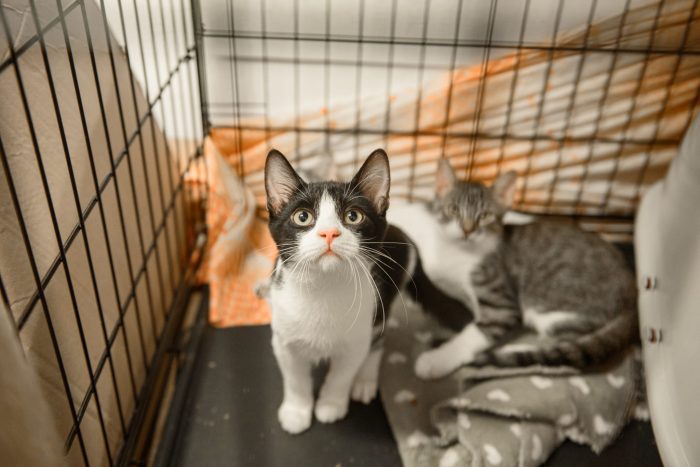 Gattina tuxedo cerca casa