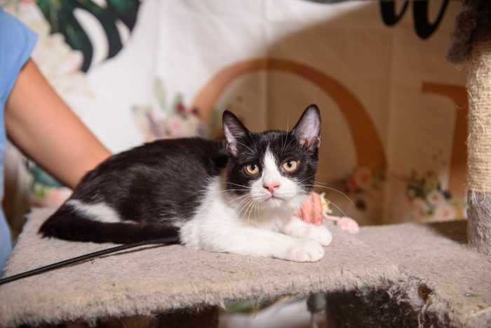 Gattina tuxedo cerca casa - media 5