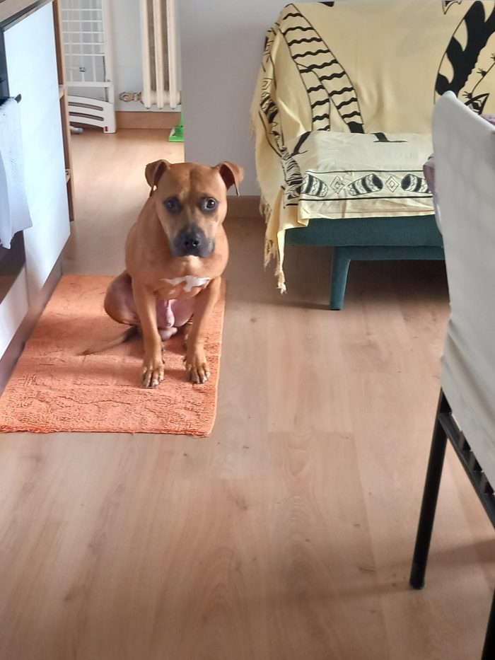 Toro, un pitbull ADBA cerca famiglia paziente ed esperta