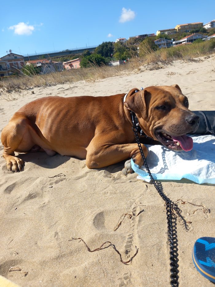 Toro, un pitbull ADBA cerca famiglia paziente ed esperta
