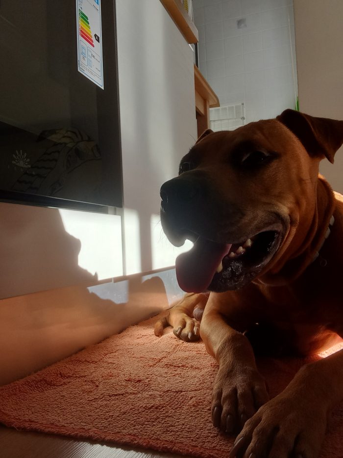 Toro, un pitbull ADBA cerca famiglia paziente ed esperta