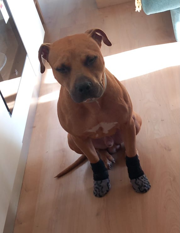 Toro, un pitbull ADBA cerca famiglia paziente ed esperta - media 5