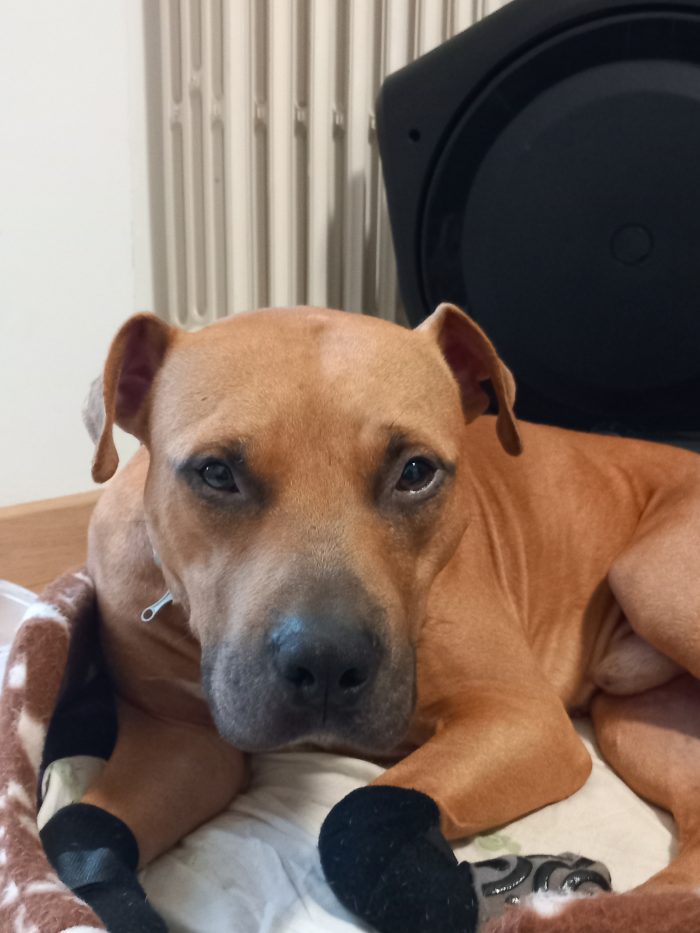 Toro, un pitbull ADBA cerca famiglia paziente ed esperta - media 6