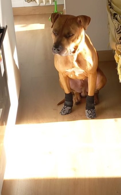 Toro, un pitbull ADBA cerca famiglia paziente ed esperta - media 4