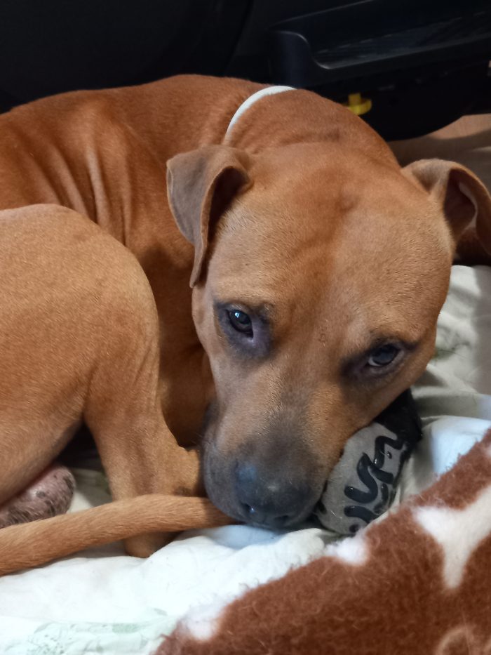 Toro, un pitbull ADBA cerca famiglia paziente ed esperta - media 7