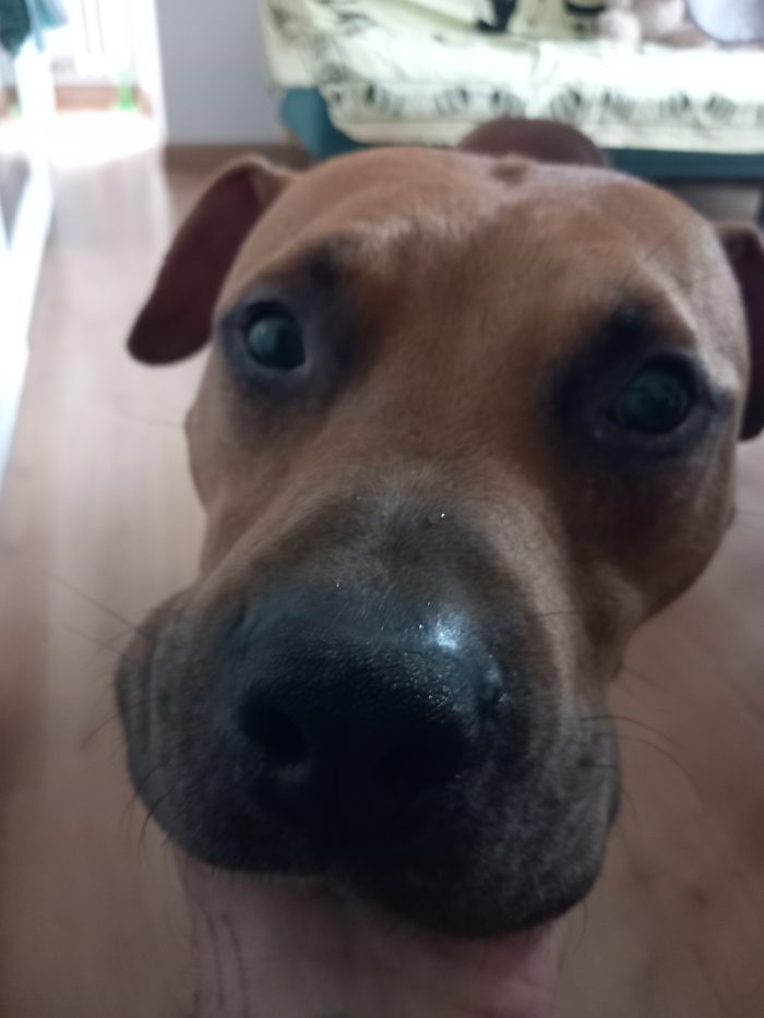 Toro, un pitbull ADBA cerca famiglia paziente ed esperta - media 8