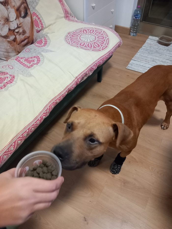 Toro, un pitbull ADBA cerca famiglia paziente ed esperta - media 9