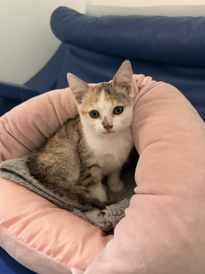 Amira dolcissima gattina cerca casa ❤️