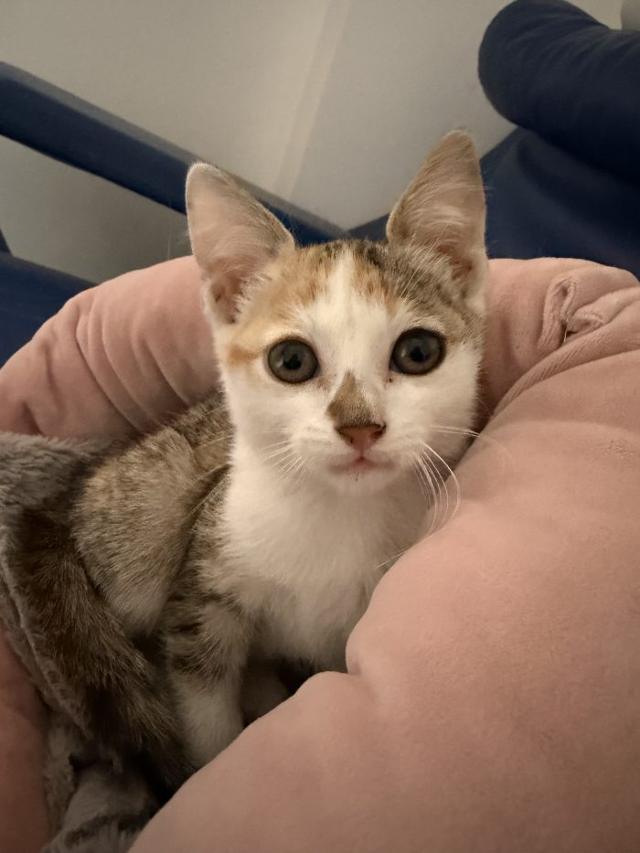 Amira dolcissima gattina cerca casa ❤️
