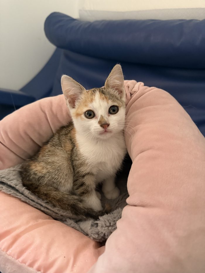 Amira dolcissima gattina cerca casa ❤️