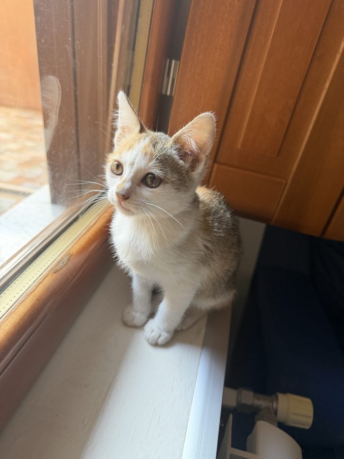 Amira dolcissima gattina cerca casa ❤️ - media 5