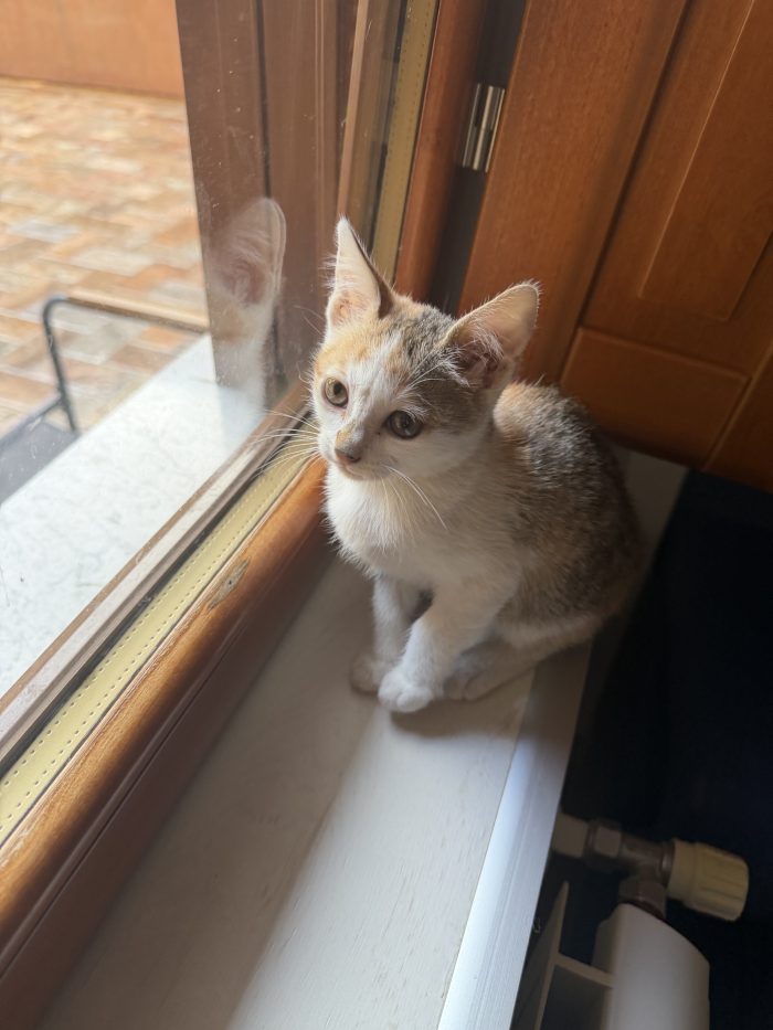 Amira dolcissima gattina cerca casa ❤️ - media 6