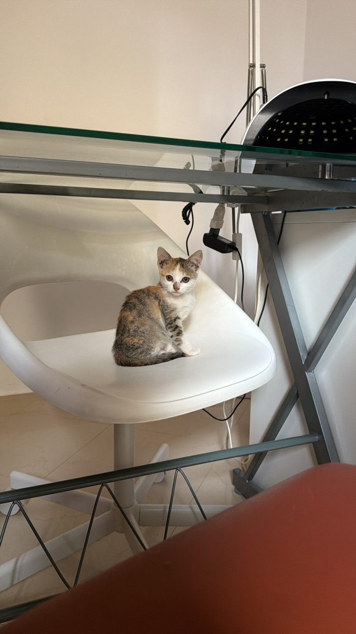 Amira dolcissima gattina cerca casa ❤️ - media 7