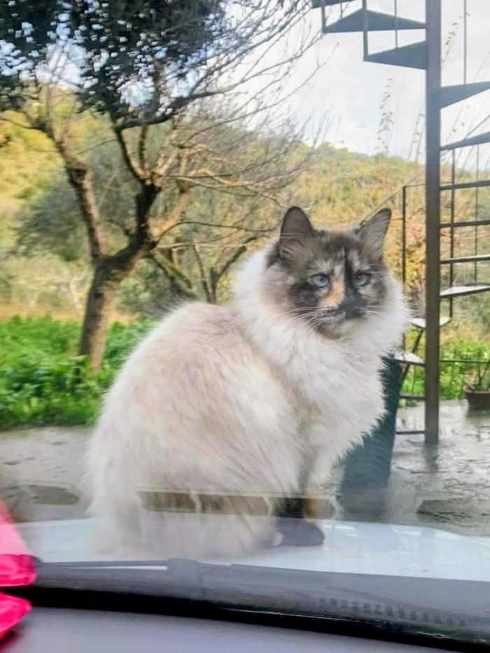 Bellissima, maestosa, 3 anni