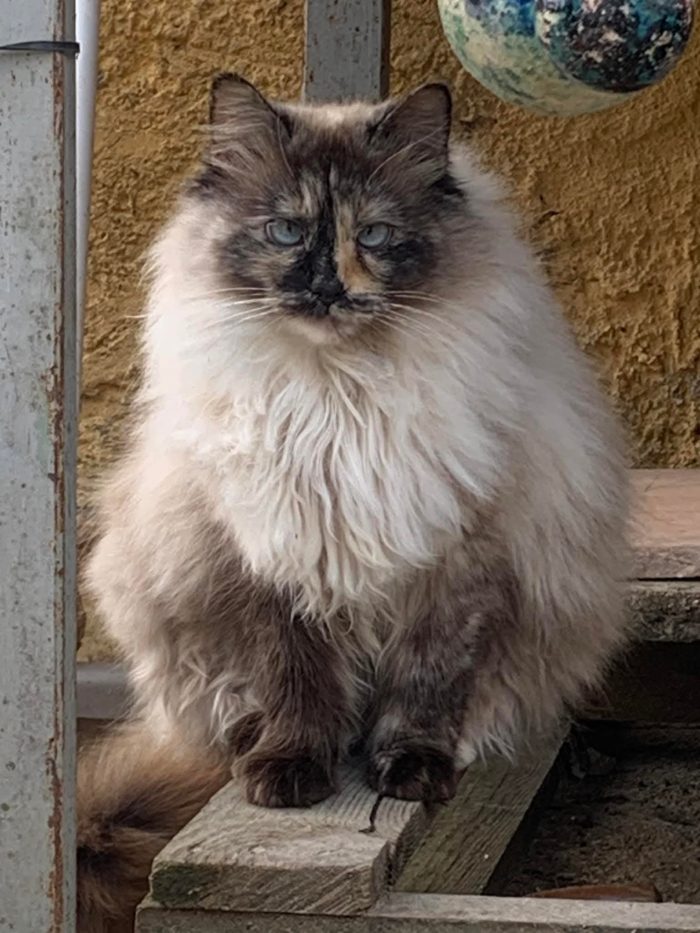 Bellissima, maestosa, 3 anni