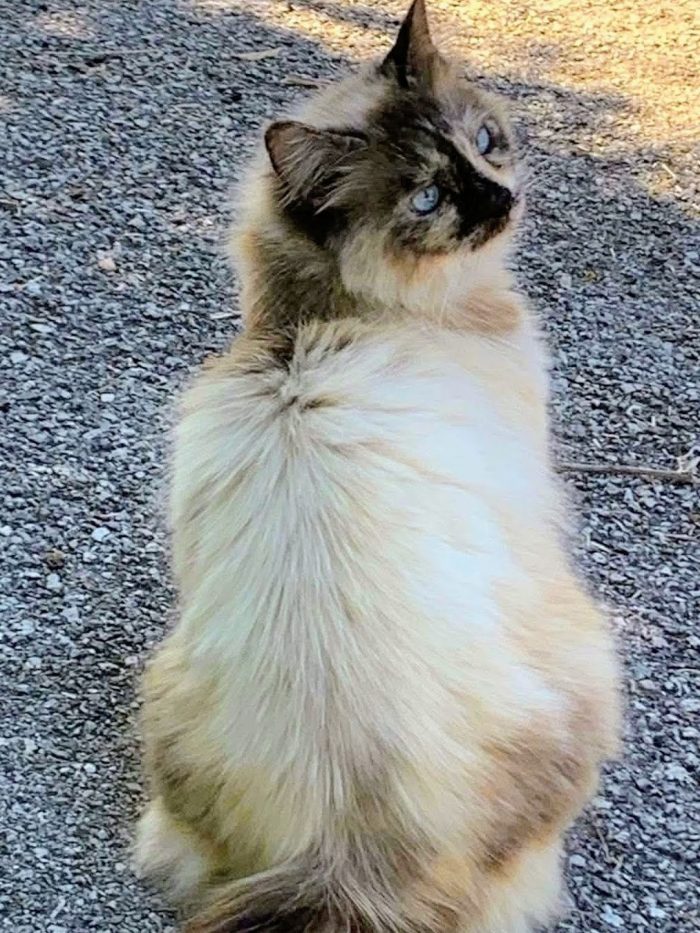 Bellissima, maestosa, 3 anni - media 4