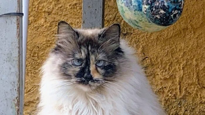 Bellissima, maestosa, 3 anni - media 5