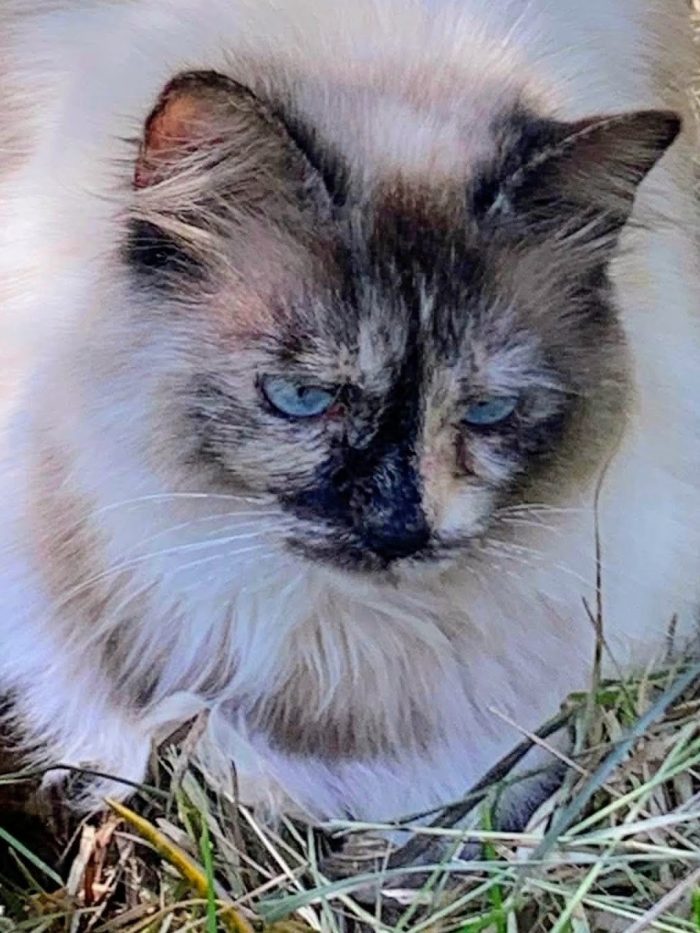 Bellissima, maestosa, 3 anni